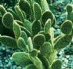 Hoodia Cactus Extract